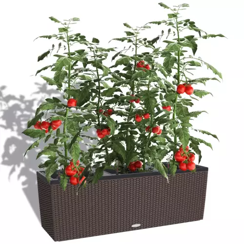 Pomidory w donicy Trio Cottage 40 mokka