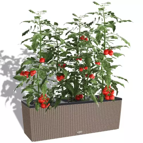 Pomidory w brązowej donicy Trio Cottage 40