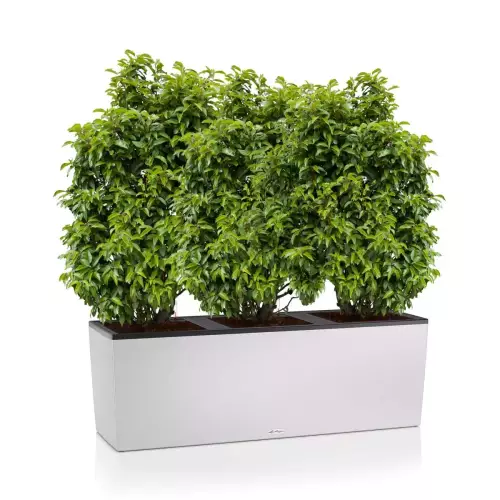 Laurowiśnie w białej donicy TRIO Stone 40