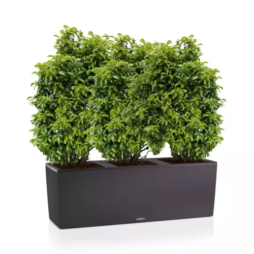 Laurowiśnie w czarnej donicy TRIO Stone 40