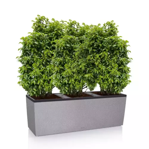 Laurowiśnie w szarej donicy TRIO Stone 40