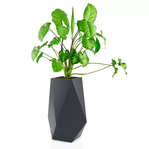 Syngonium w donicy Volcano