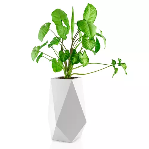 Syngonium w donicy Volcano