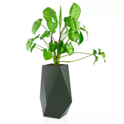 Syngonium w donicy Volcano