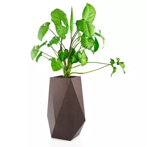 Syngonium w donicy Volcano