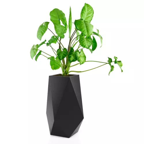 Syngonium w donicy Volcano