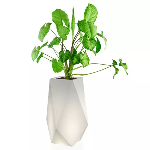 Syngonium w donicy Volcano