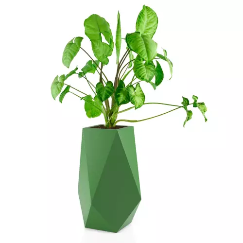 Syngonium w donicy Volcano