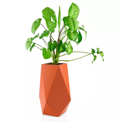 Syngonium w donicy Volcano