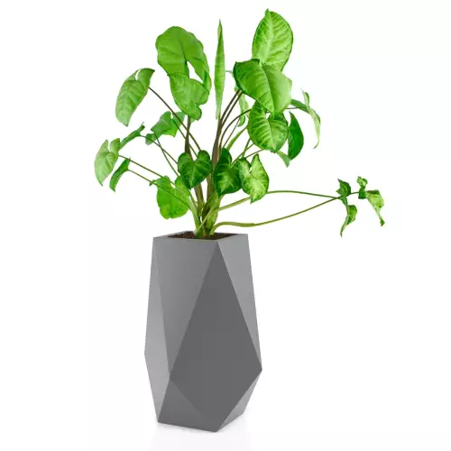 Syngonium w donicy Volcano