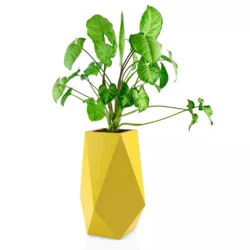 Syngonium w donicy Volcano