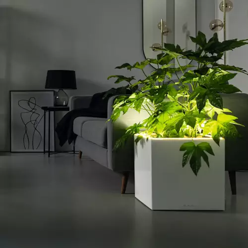 Alokazja szeflera w ledowej donicy CANTO Premium kolumna 40