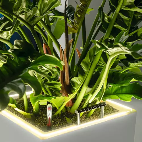 Donice CANTO Premium Kolumna praz Clusea (Clusia)