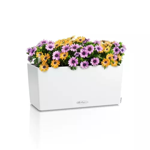 Kwiaty w donicy Lechuza Balconera Color 40