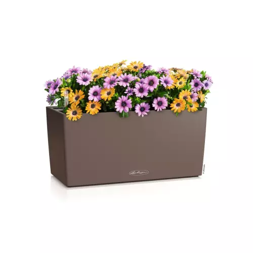 Lechuza BALCONERA Color 40 muszkatołowy brąz