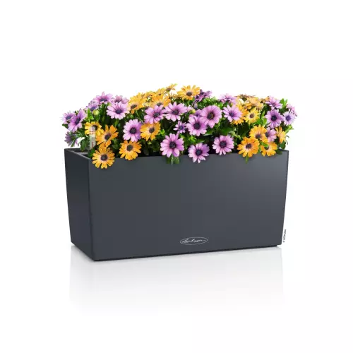 Lechuza BALCONERA Color 40 szary łupek