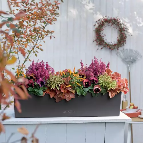 Szara doniczka Balconera Color 80 z wrzosami