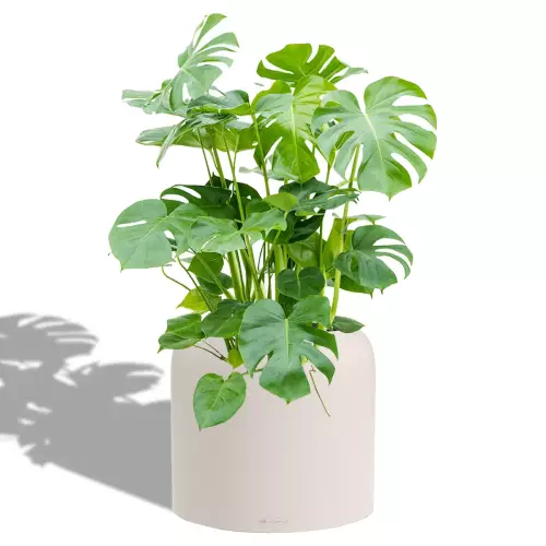 Monstera w szaro-beżowej donicy Lechuza Havalo 40