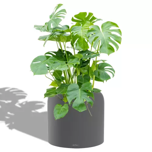 Monstera w szaro-bazaltowej donicy Lechuza Havalo 40