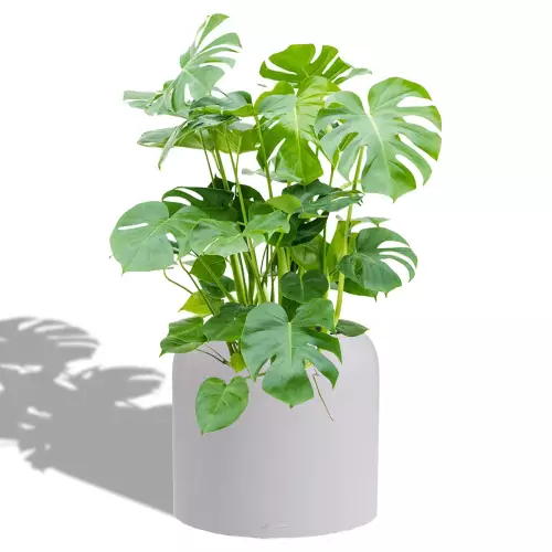 Monstera w szaro-księżycowej donicy Lechuza Havalo 40