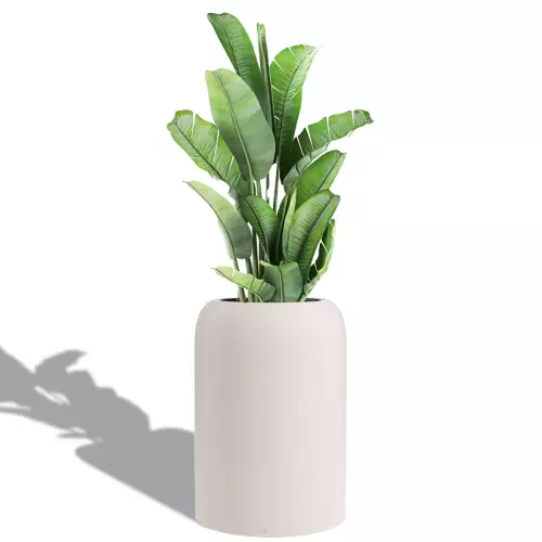 Bananowiec w szaro-beżowej donicy Lechuza Havalo 60