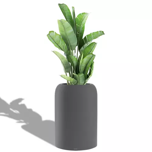 Bananowiec w szaro-bazaltowej donicy Lechuza Havalo 60