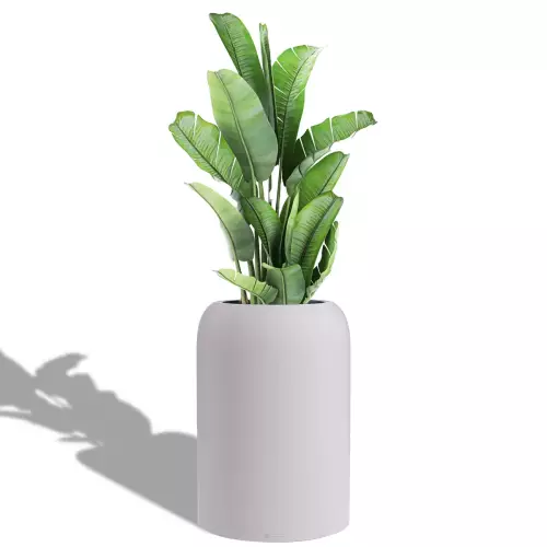 Bananowiec w szaro-księżycowej donicy Lechuza Havalo 60