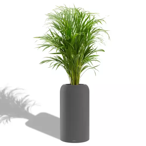 Areca w szaro-bazaltowej donicy Lechuza Havalo 30