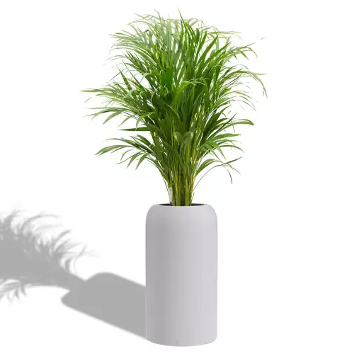 Areca w szaro-księżycowej donicy Lechuza Havalo 30