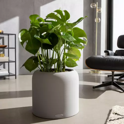 Monstera deliciosa w szarobeżowej donicy Havalo 40