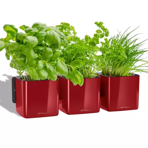 Zioła w czerwonej donicy Lechuza Cube Glossy Home Kit