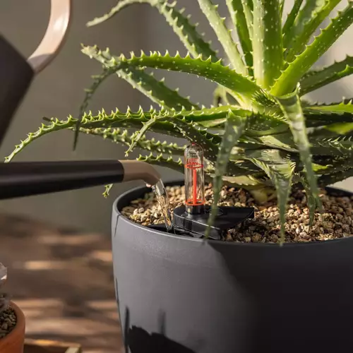 Uniwersalne podłoże do roślin delikatnych BASICPON