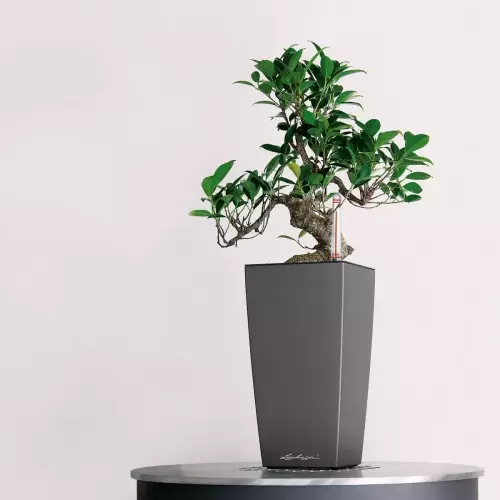 Ficus w antracytowej doniczce Lechuza Maxi-Cubi