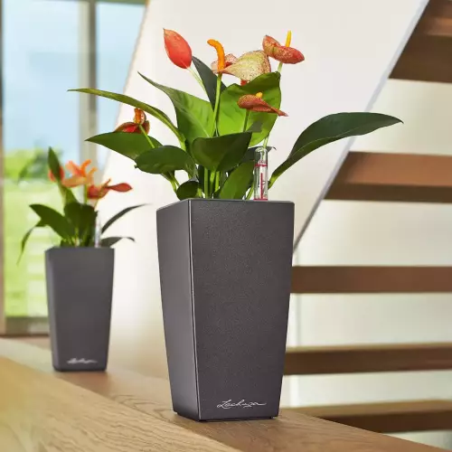 Anthurium w antracytowej donicy Lechuza Mini-Cubi