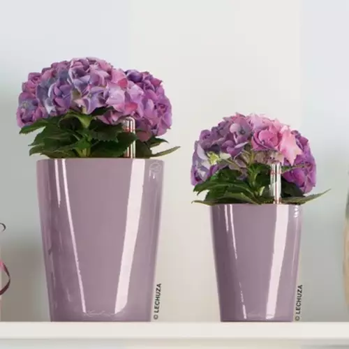 Fioletowe doniczki Deltini i Mini-Deltini