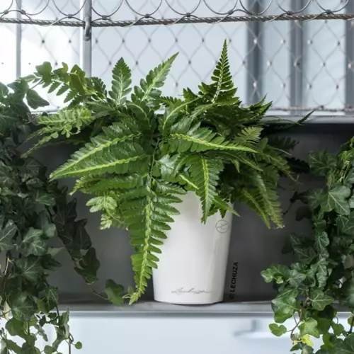 Biała doniczka Deltini z paprocią