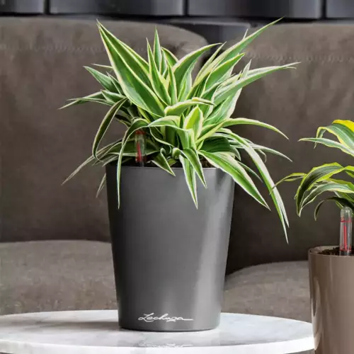 Doniczka Lechuza Mini-Deltini w kolorze antracyt połysk