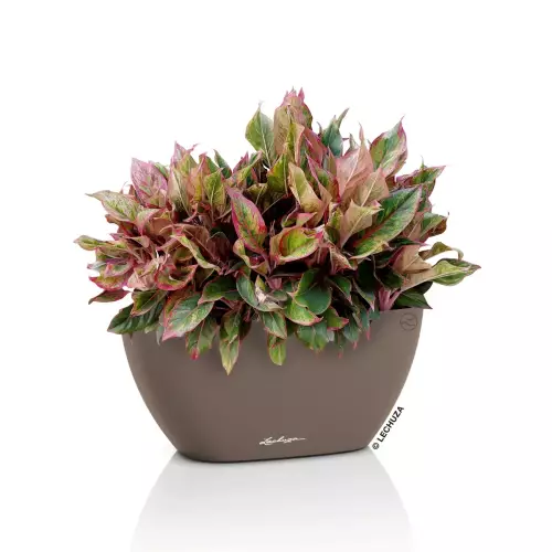 Doniczka Lechuza NAVIO Color 10 w kolorze muszkatołowy brąz