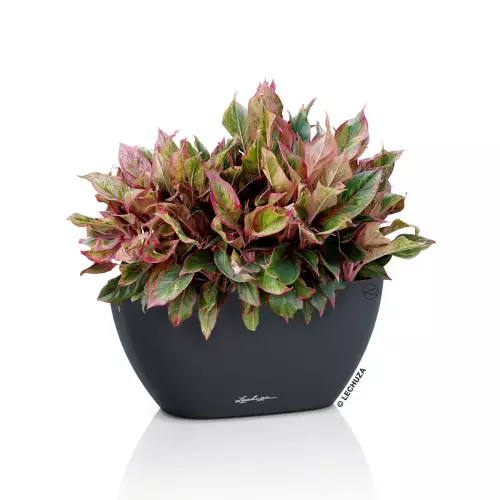 Doniczka Lechuza NAVIO Color 10 w kolorze szary łupek