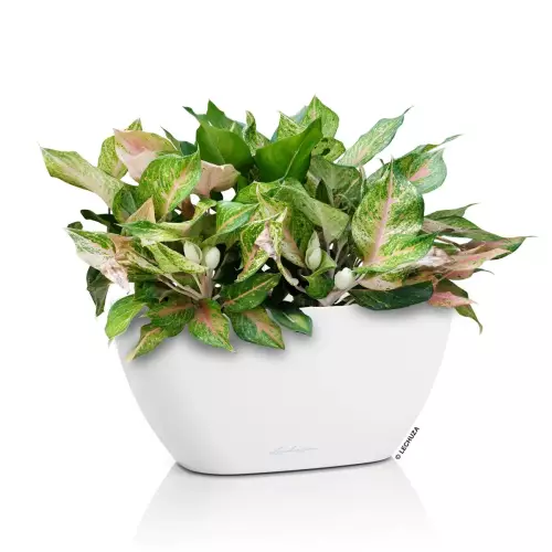 Doniczka NAVIO Color 20 w kolorze białym