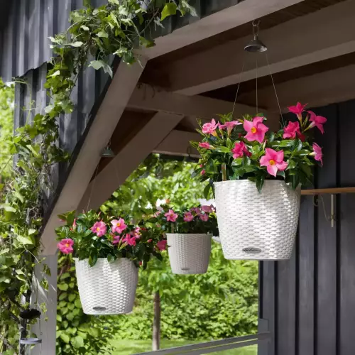 Dipladenia (Mandevilla) w białych doniczkach Nido Cottage