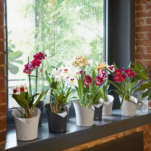 Storczyki w doniczkach ORCHIDEA na parapecie