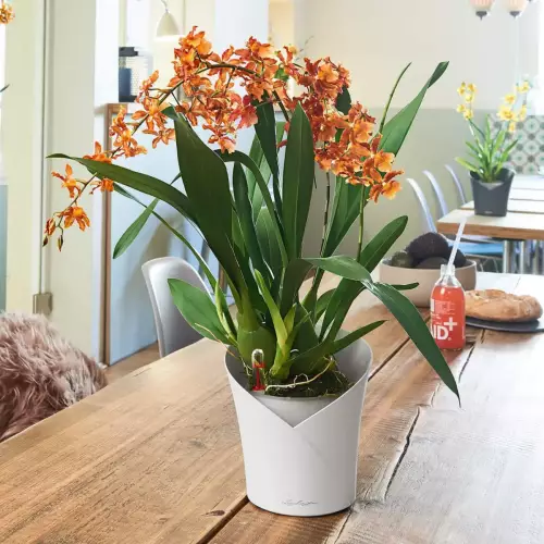 Storczyki w białej doniczce Lechuza Orchidea w kuchni