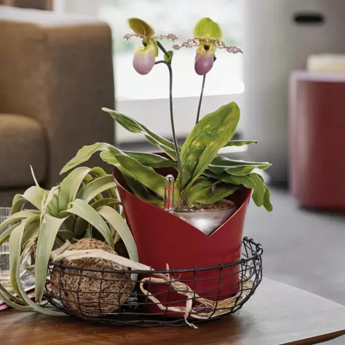 Storczyki w czerwonej doniczce Lechuza Orchidea