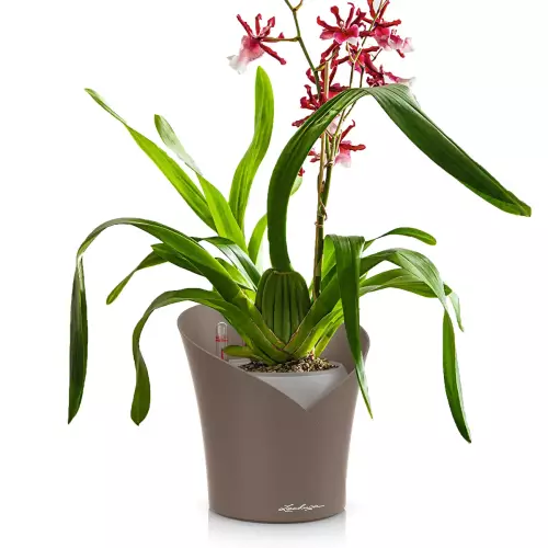 Storczyk w doniczce Lechuza Orchidea w odcieniu taupe
