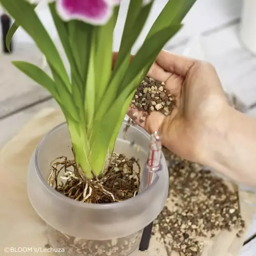 Lechuza Orchidpon idealnie sprawdza się w doniczkach do storczyków Orchidea