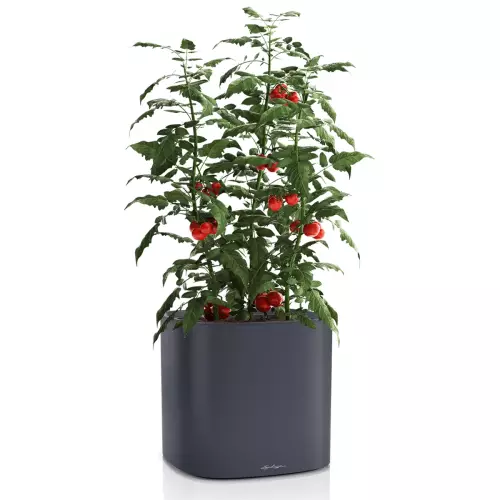 Doniczka Lechuza Pila 35 w ciemnoszarym kolorze z krzewem pomidorów