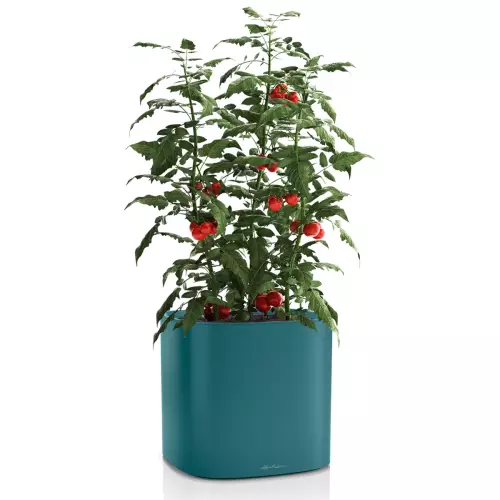 Doniczka Lechuza Pila 35 kolor niebieski | petrol blue z krzewem pomidorów