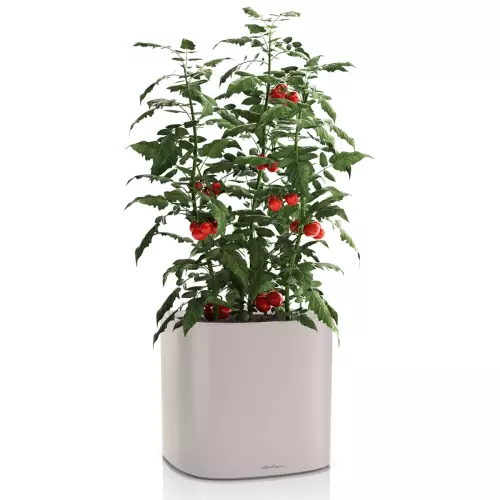 Doniczka Lechuza Pila 35 w jasnym brązowym kolorze z krzewem pomidorów