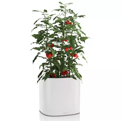 Doniczka Lechuza Pila 35 w kolorze jasno szarym z krzewem pomidorów